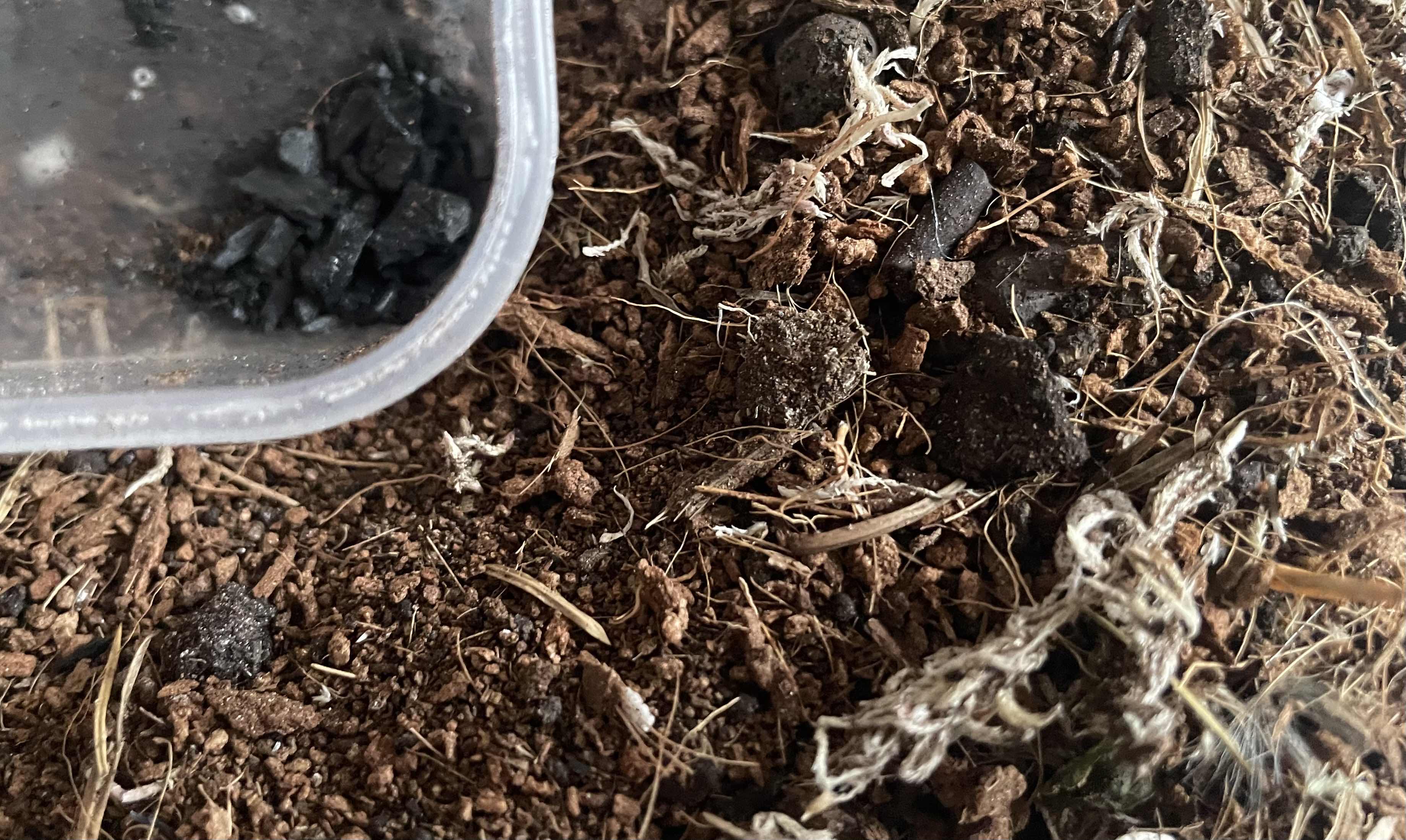 A photo of substrate mix with brown coco coir, lighter brown coco fibres, dark black worm casting lumps, some bits of white dried-out sphagnum moss, and a few leca clay balls. In the left top corner is a corner of a transparent tub with pieces of charcoal and crushed charcoal in it.