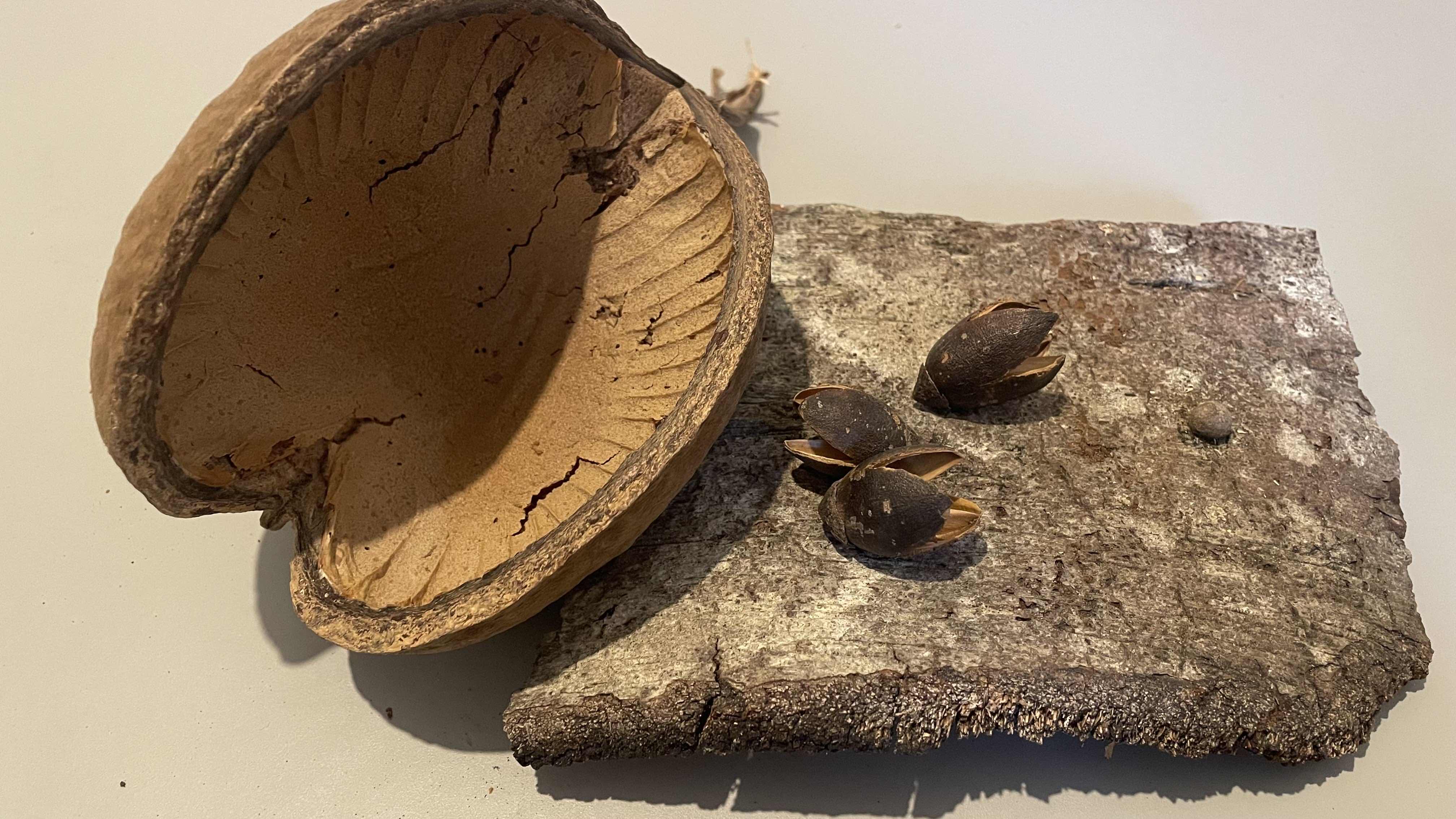 A photo of a large buddha nut - it is shaped like a clam shell and made of a spongey soft foam material inside. Next to  it is a large piece of oak bark. On top are three bakuli pods which are shaped like the flowering head of a snowdrop.