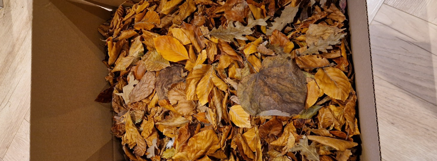 A photo of a mixture of dry, fallen leaves from hardwood trees in a box.