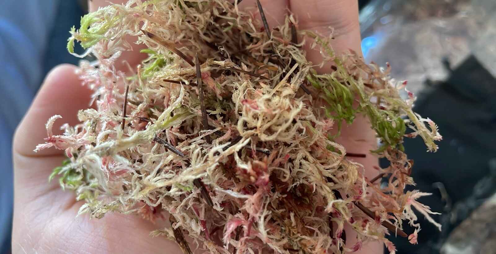A photo of a clump of mostly-beige pink and gree sphagnum moss in my hand. A bagful of it is pictured in the background.