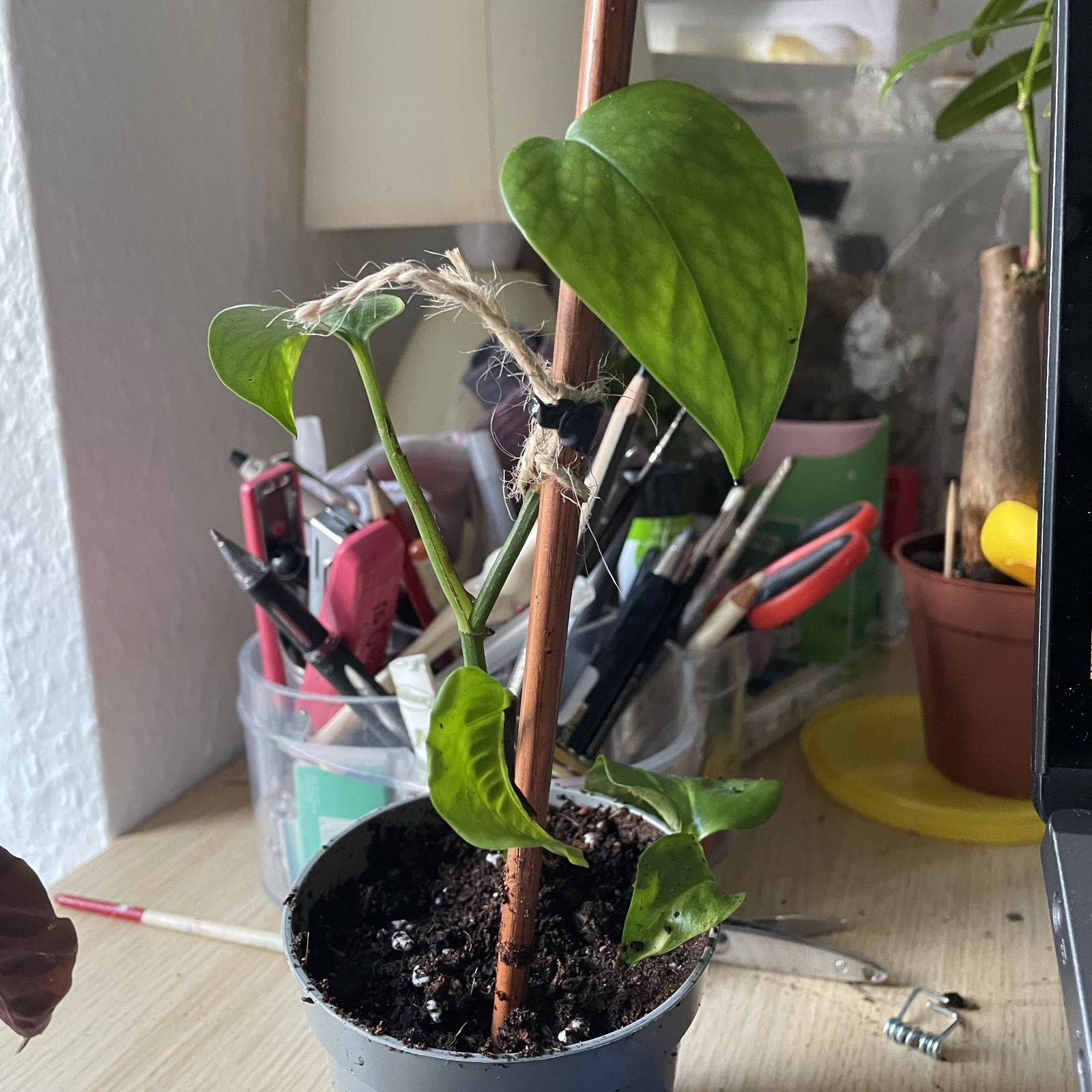 A photo of a green pothos plant that has been tied to a chopstick that is acting as a pole for it with jute twine. The twine has then been attached more securely with black hot-glue.